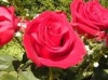 Rose1