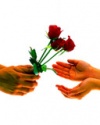 Three roses